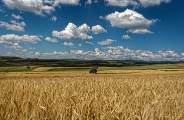 Wheat Field with cloudy blue sky