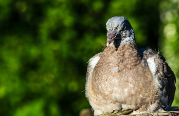 pigeon in forest