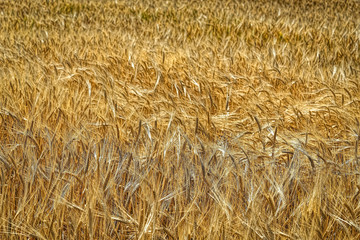 Wheat Field