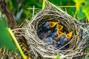 Chicks with yellow mouths