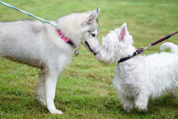 siberian husky puppy talking with West Highland White Terrier with dog leash