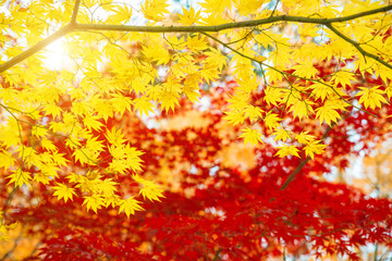 Red and Yellow maple leaves in autumn season with blue sky blurred background, taken from Japan..