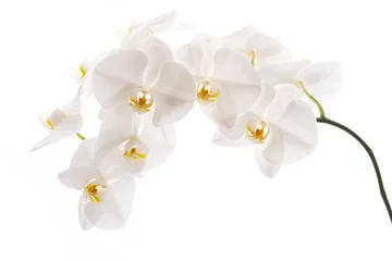 Foto op Aluminium Weiße Phalaenopsis © womue