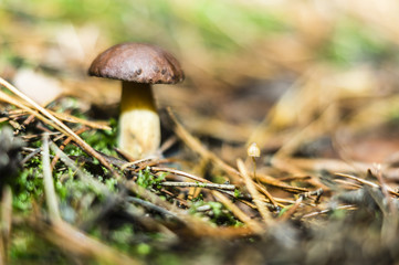 boletus in the woods