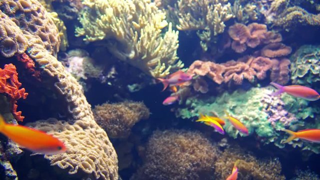 Deep Ocean Colorful Fish Swimming In Large Aquarium