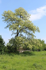 acacia blooms