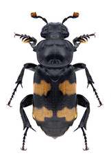 Beetle Nicrophorus investigator on a white background
