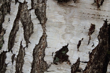Birch bark. Background.
