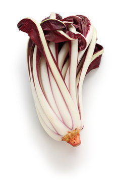 radicchio rosso di treviso tardivo, italian red chicory isolated on white background