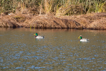 Stockenten auf Natursee