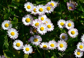 Gänseblümchen