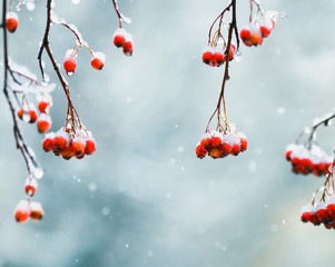 natural background with bright juicy red clusters of Rowan berries covered with white crystals of...