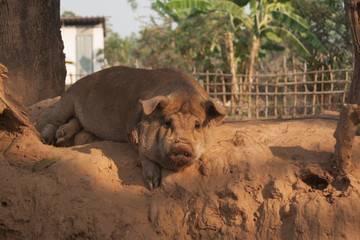 Fototapeta premium Big Pig is sleeping on Sand in Laos