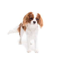 Cavalier King Charles Spaniel posing in front of camera in studio on white background - isolate with shadow.