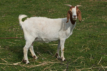 Goat on a farm in Australia
