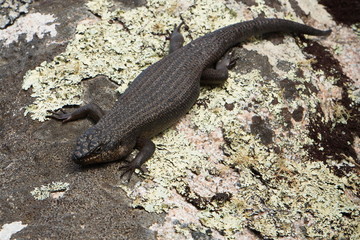 Lizard on a stone in Australia