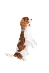 Cavalier King Charles Spaniel jumps in studio on white background - isolate with shadow.