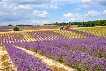 Fototapeta na wymiar Grand champ de lavande. La récolte de lavande en été. France, Provence.