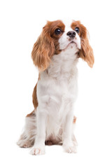 Cavalier King Charles Spaniel is sitting in studio on white background - isolate with shadow