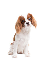 Cavalier King Charles Spaniel is sitting in studio on white background - isolate with shadow