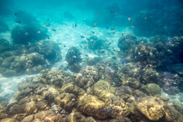Naklejka na ściany i meble School fish swimming on reef in ocean