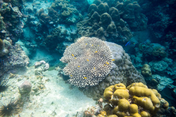 Naklejka na ściany i meble White big coral reef with yellow school fish in sea
