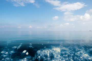 School fish on coral reef in blue sea