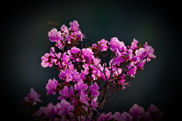 Fototapeta na wymiar Russia. The South Of Western Siberia, spring flowers in the Mountain Altai