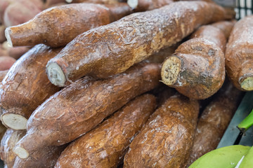 Manioc or cassava (Manihot esculenta) for sale at local farmers market in Lisbon. Portugal