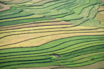 Rice fields furrow colorful pattern background