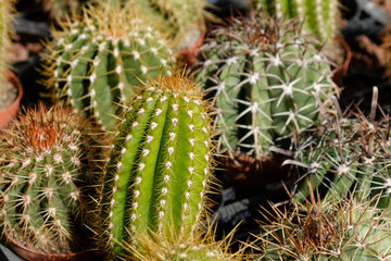 cactus group, small cacti in pots