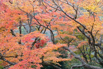 Obraz na płótnie Canvas Fall Season Arashiyama Kyoto