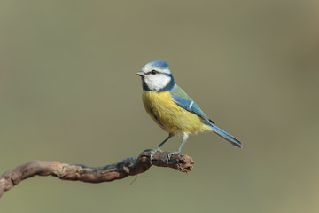 Bluetit 001