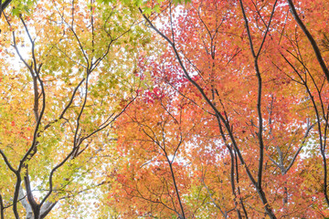 Fall Season Arashiyama Kyoto