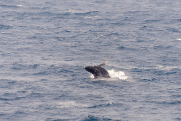 Fototapeta premium Humpback Whale Breaching