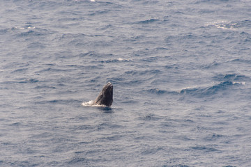Fototapeta premium Humpback Whale Breaching