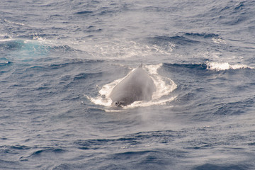 Humpback whale fin