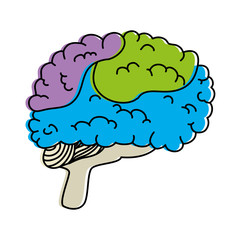 brain human isolated icon vector illustration design