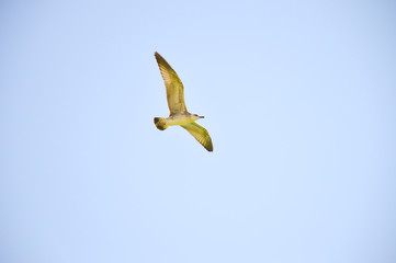 Free flight
