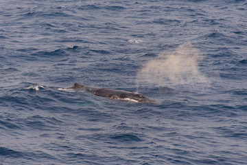 Obraz premium Humpback whale fin