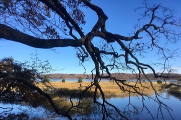 view of Long Island sound marshland from forest in the fall