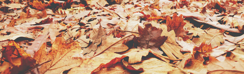 Autumnal landscape with many dry leaves on the ground
