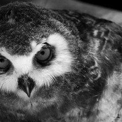 Angry owl