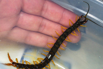 Centipede close up