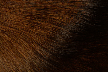 Red wool cat background. Pet is loved