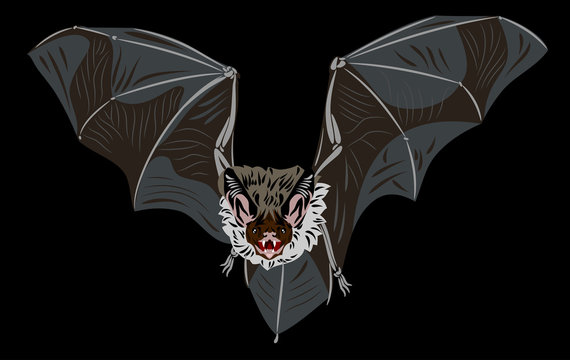 Bat in flight
