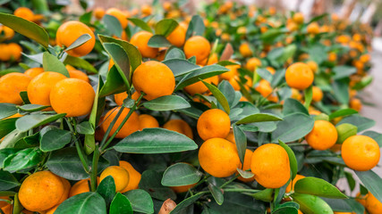 Decorative mandarin trees. Symbol of gold, money, wealth in Chinese culture. Chinese New Year concept.