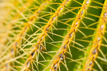 cactus closeup, thorn macro , barrel cactus 