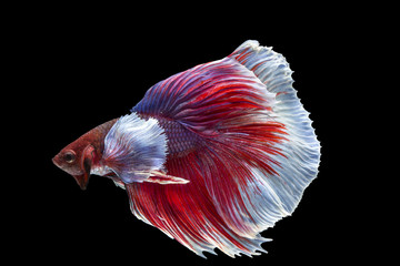 Betta fish, siamese fighting fish, betta splendens isolated on black background © Somprasong