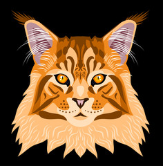 Obraz premium Portrait of Maine Coon cat